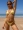 Double Strap Triangle Bikini in Yellow